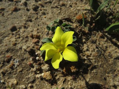 Moraea galaxia, photographed by James Deacon