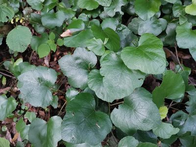 Rubus buergeri, photographed by harum.koh