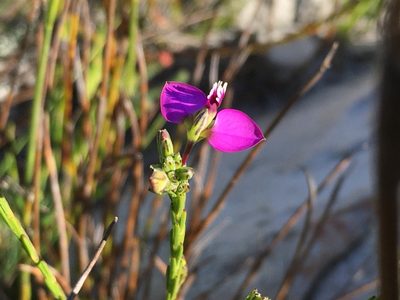 Polygala recognita, photographed by Caroline Voget