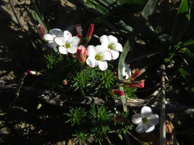 Oxalis tenuifolia, photographed by James Deacon