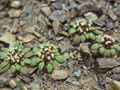 Dimeresia howellii, photographed by Jim Morefield