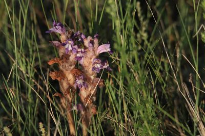 Orobanche caesia, photographed by Нурхайдарова Татьяна