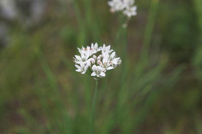 Allium ramosum, photographed by Нурхайдарова Татьяна