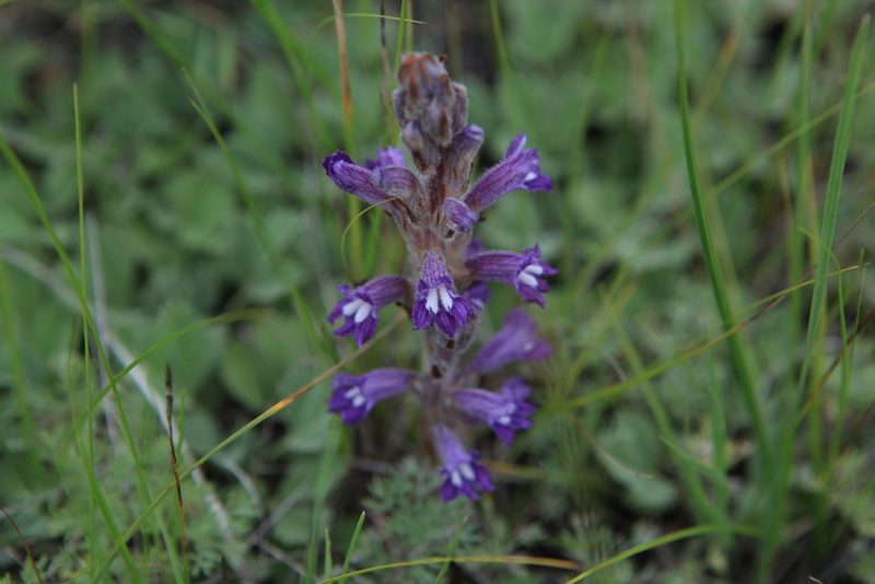 Orobanche caesia, photographed by Нурхайдарова Татьяна