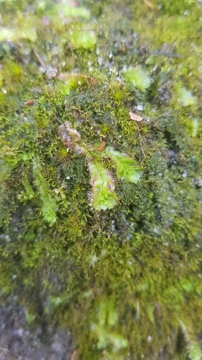 Goebelobryum unguiculatum, photographed by Sofia Zvolanek