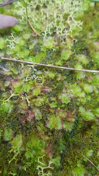 Goebelobryum unguiculatum, photographed by Sofia Zvolanek