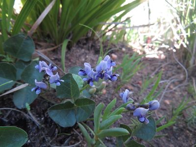 Dolichos decumbens, photographed by James Deacon