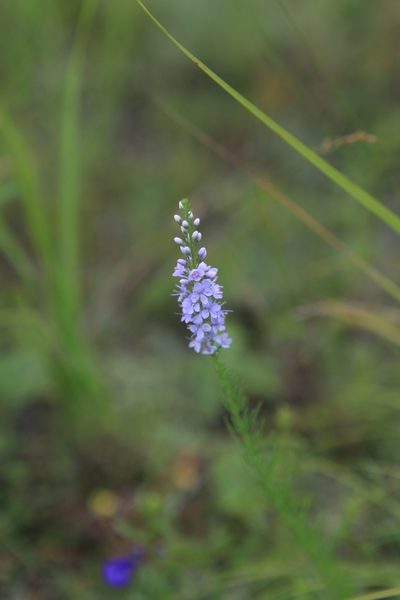 Veronica pinnata, photographed by Нурхайдарова Татьяна