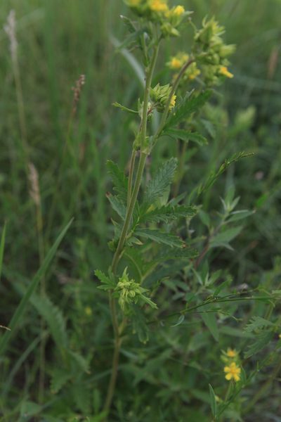 Potentilla longifolia, photographed by Нурхайдарова Татьяна