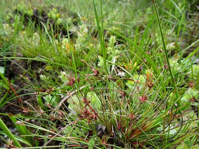 Juncus bulbosus, photographed by Robert H. Wardell