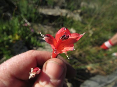 Gladiolus priorii, photographed by James Deacon