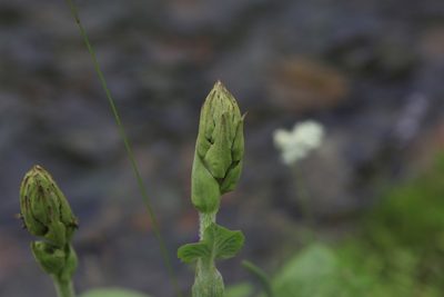 Ligularia sibirica, photographed by Нурхайдарова Татьяна