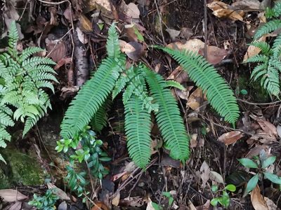 Spicantopsis niponica, photographed by harum.koh