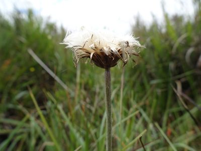Cirsium dissectum, photographed by Robert H. Wardell