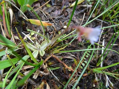 Pinguicula lusitanica, photographed by Robert H. Wardell