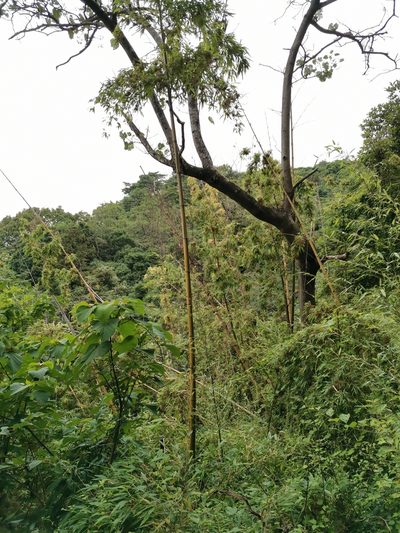 Phyllostachys reticulata, photographed by harum.koh