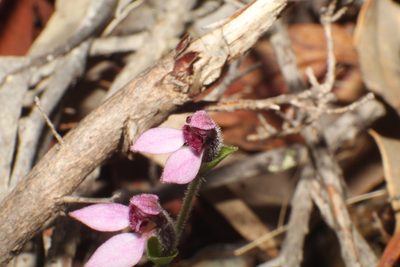 Eriochilus scaber, photographed by Em Lamond