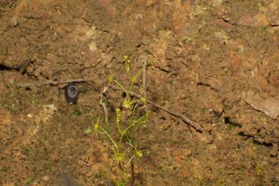 Drosera modesta, photographed by Em Lamond
