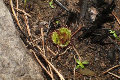 Drosera monticola, photographed by Em Lamond