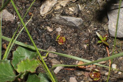 Drosera monticola, photographed by Em Lamond
