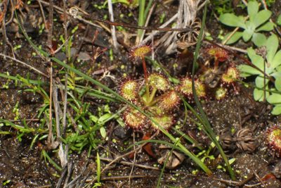 Drosera monticola, photographed by Em Lamond