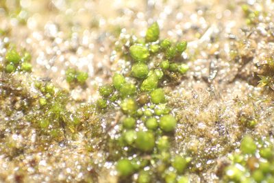 Gigaspermum repens, photographed by Em Lamond