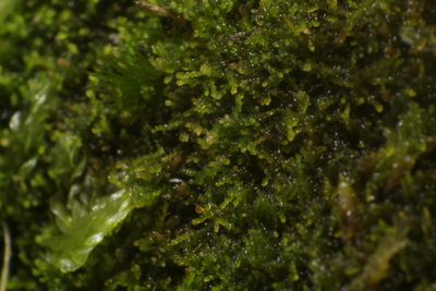 Cephaloziella exiliflora, photographed by Em Lamond