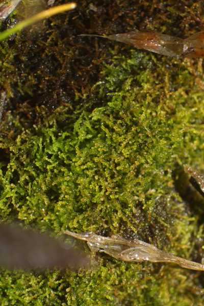 Cephaloziella exiliflora, photographed by Em Lamond