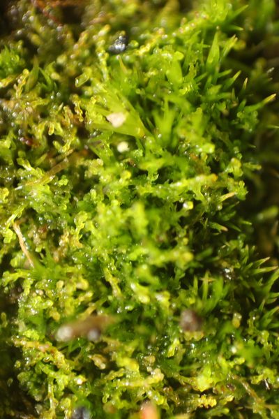Cephaloziella exiliflora, photographed by Em Lamond