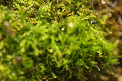 Cephaloziella exiliflora, photographed by Em Lamond