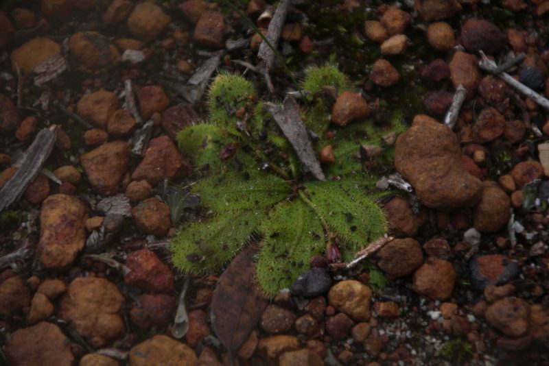 Drosera bulbosa, photographed by Em Lamond