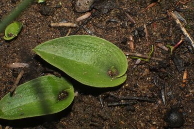 Leptoceras menziesii, photographed by Em Lamond
