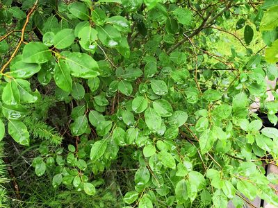 Salix pyrolifolia, photographed by Нурхайдарова Татьяна