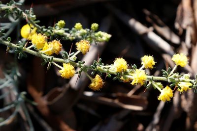 Acacia lasiocarpa, photographed by Margaret Langley