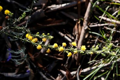 Acacia lasiocarpa, photographed by Margaret Langley