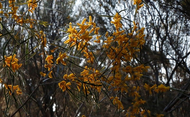 Acacia acuminata, photographed by Margaret Langley