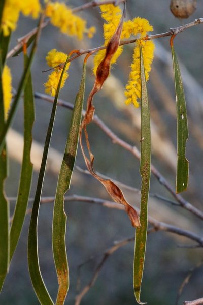 Acacia acuminata, photographed by Margaret Langley