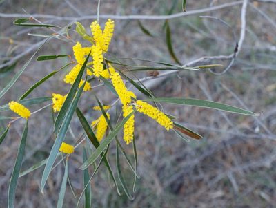Acacia acuminata, photographed by Margaret Langley