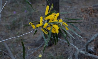 Acacia acuminata, photographed by Margaret Langley