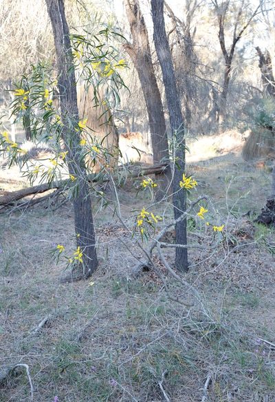 Acacia acuminata, photographed by Margaret Langley
