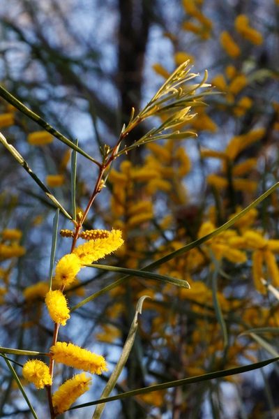 Acacia acuminata, photographed by Margaret Langley