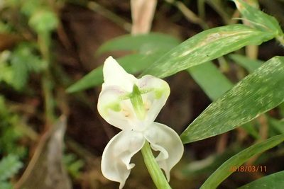 Disperis fanniniae, photographed by Peter Warren
