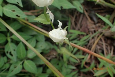 Disperis fanniniae, photographed by Peter Warren