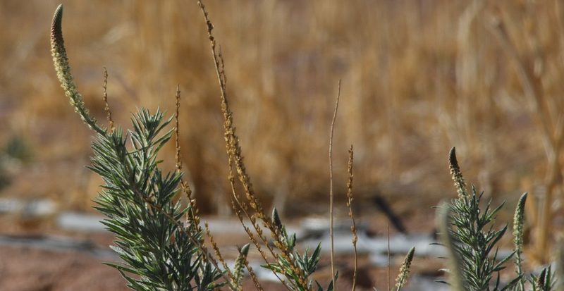Reseda villosa, photographed by Karim Haddad