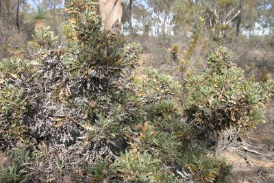 Banksia armata, photographed by Margaret Langley