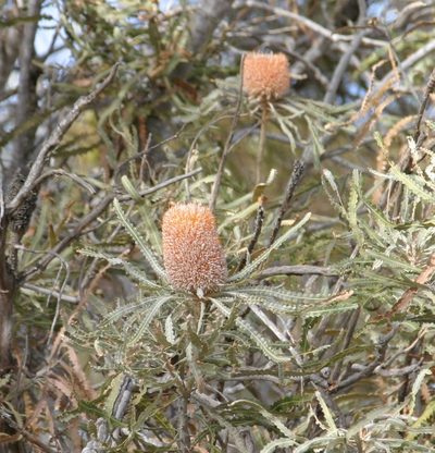 Banksia prionotes, photographed by Margaret Langley