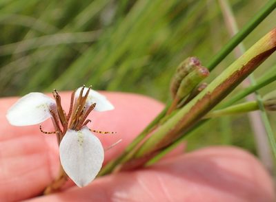 Moraea brevistyla, photographed by Peter Warren