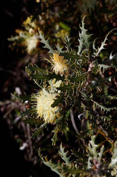 Banksia armata, photographed by Margaret Langley
