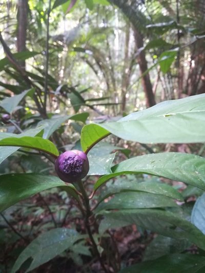 Palicourea apoda, photographed by Guillaume Delaitre