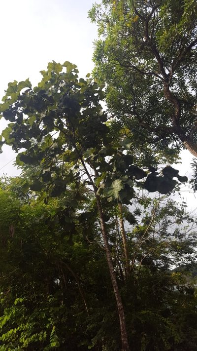 Coccoloba pubescens, photographed by ritirene